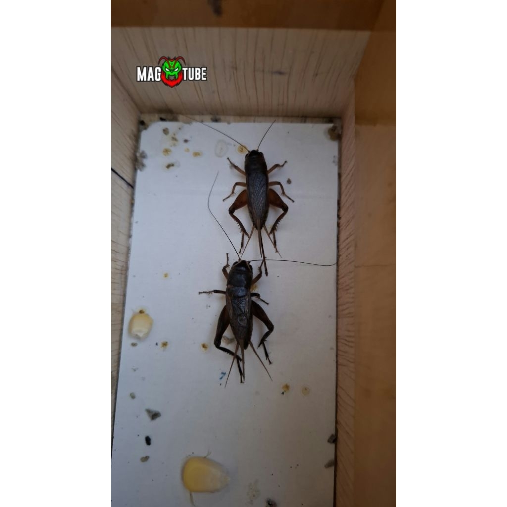 Sepasang Jangkrik Bering Sawah / Jangkrik Topengan