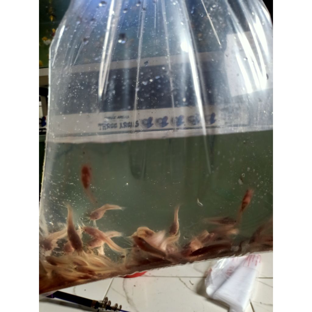 aksesoris ikan lele albino size 3-4 cm 1paket isi 50ekorr