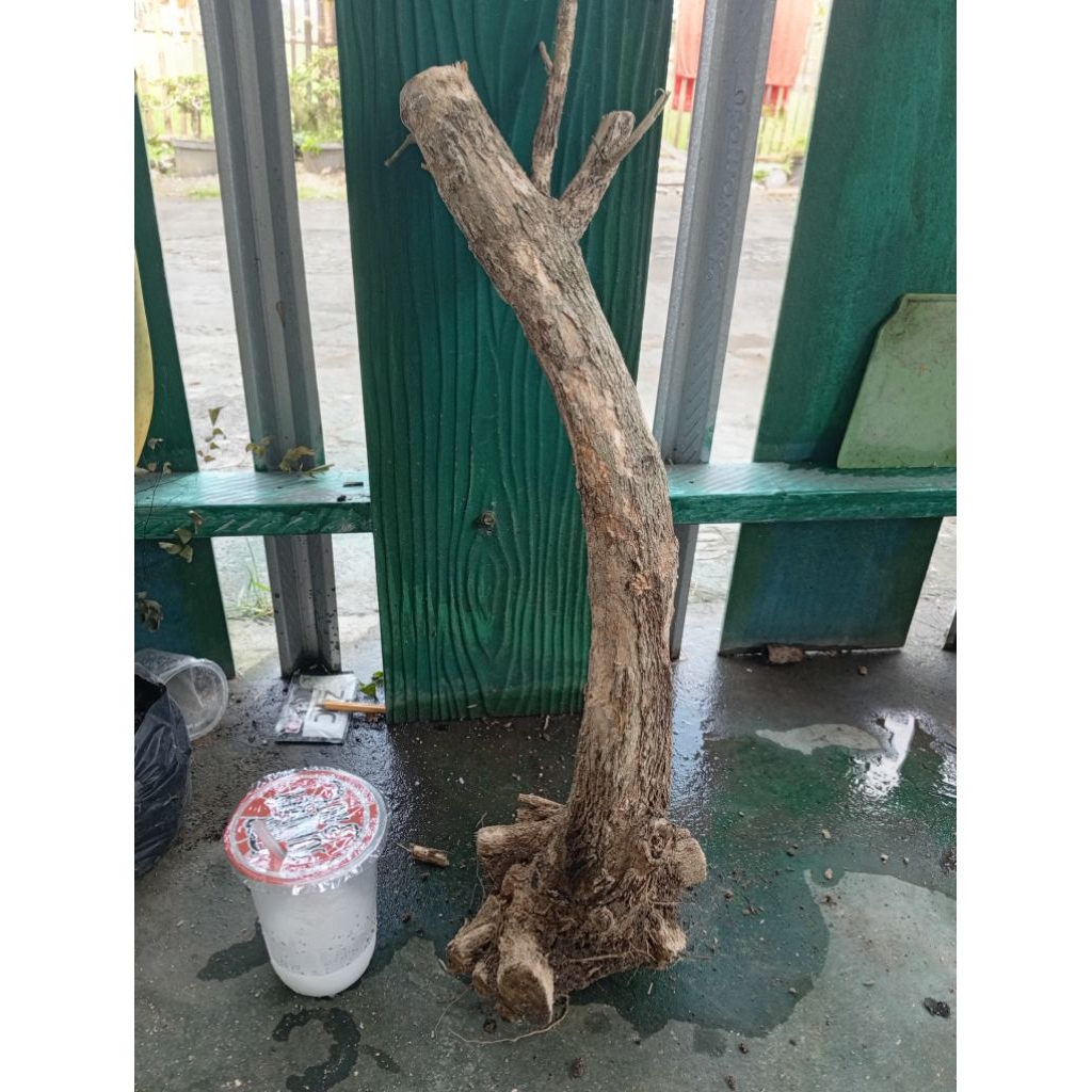 kemuning dongkelan akar batang kemuning lokal bahan bonsai