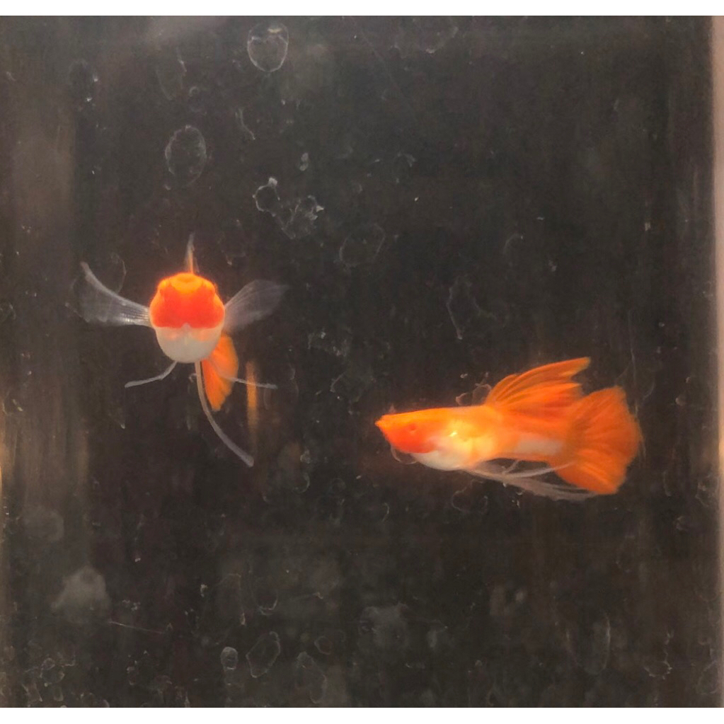 Albino koi Ribbon Long Ear