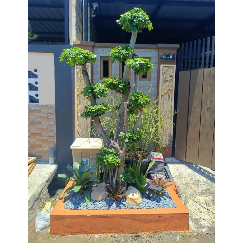 pembuatan/taman kering/taman minimalis/batu coral/batu belondos