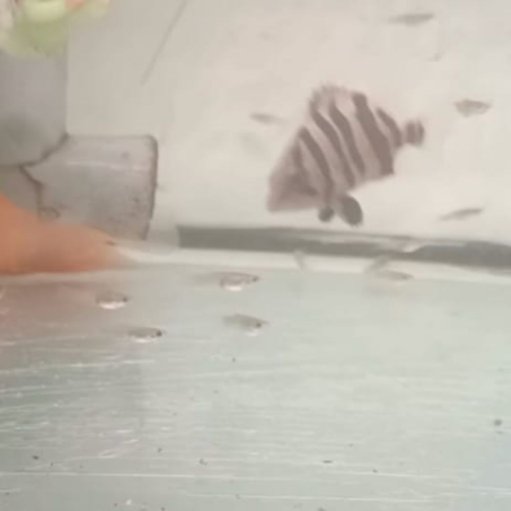 Datz Sumatra 4 Bar 3-5cm