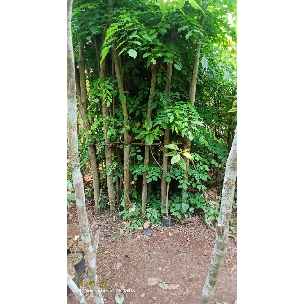 pohon peneduh angsana tinggi 3 meter siap tanam