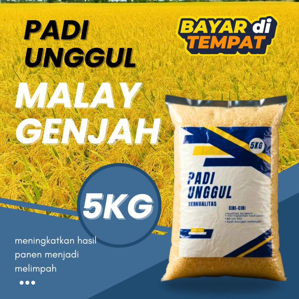 benih padi Malay genjah 5kg