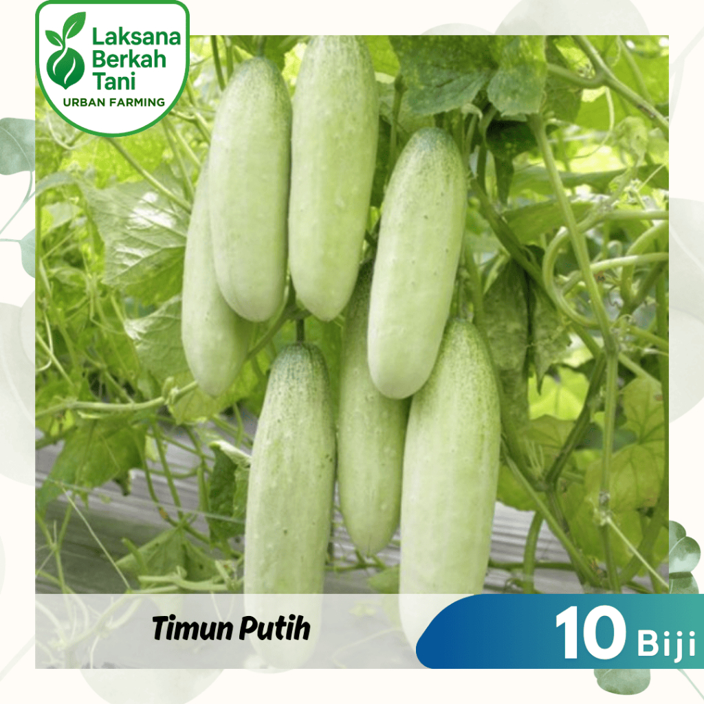 10 Butir Benih Timun Putih Mentimun Bonteng Lalap