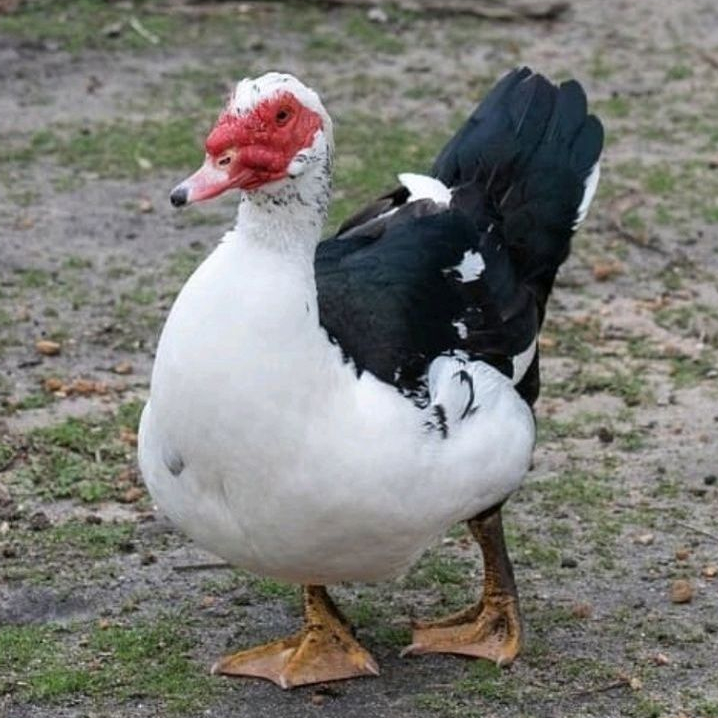 Entok Potong Fresh - Daging Entok - Bebek Entok - Nila Potong / Hidup