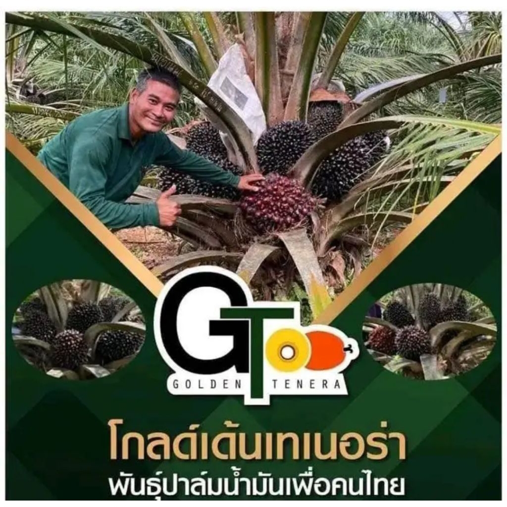 150 butir Benih Sawit Golden Tenera ORIGINAL