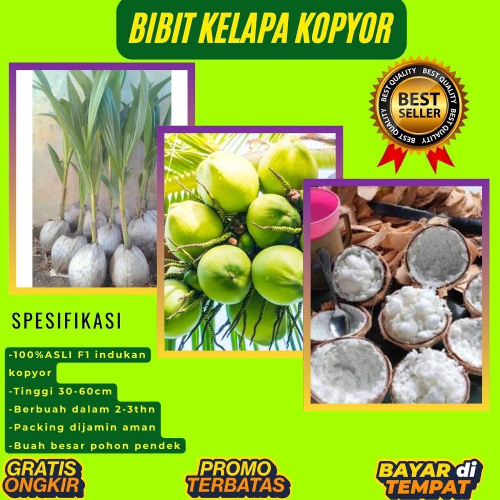 DIJAMIN ASLI  Pohon Kelapa Kopyor Kultur Jaringan, Pohon Kelapa Kopyor Madu
