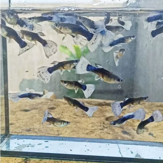 Tuxedo Blue Koi Guppy (Sepasang) Kebutuhan Aquarium