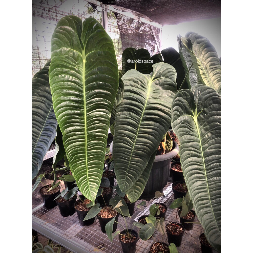 Tanaman Hias Kuping Gajah Anthurium Veitchii The King of Anthurium