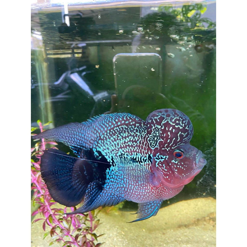 Hiasan Louhan SRD blacktail bonsai size 4 jari