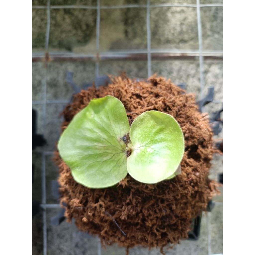 platycerium /kesimbar elisotis elephant x ellisi