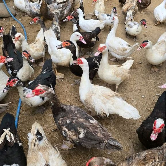 Daging Entok - Bebek Entok - Entok Potong Fresh -  Nila Potong / Hidup