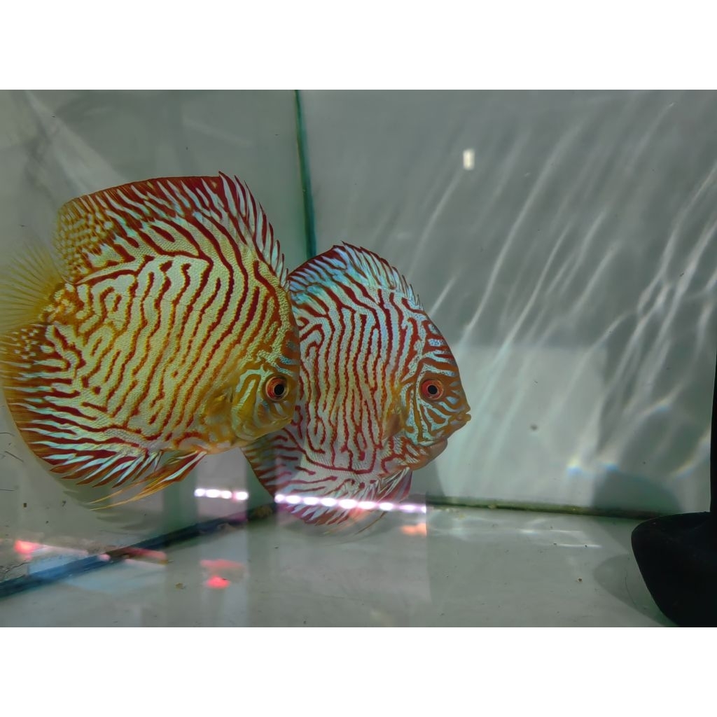 pair discus white tiger