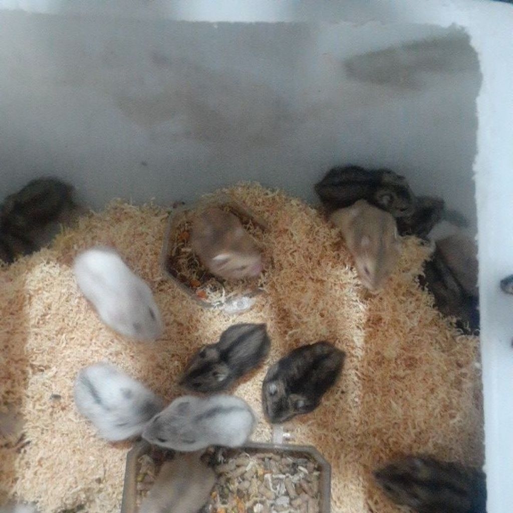 hamster winter jinak