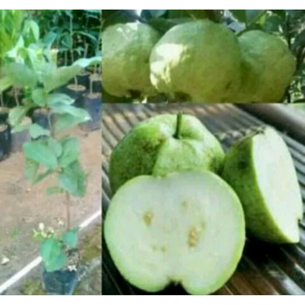 PAKET HEMAT 3 BIBIT UNGGUL – ANGGUR BRAZIL, JAMBU KRISTAL PUTIH & KLENGKENG AROMA DURIAN