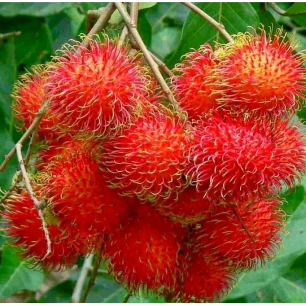 Bibit Rambutan Binjai Cangkok — Super Genjah, Cepat Berbuah