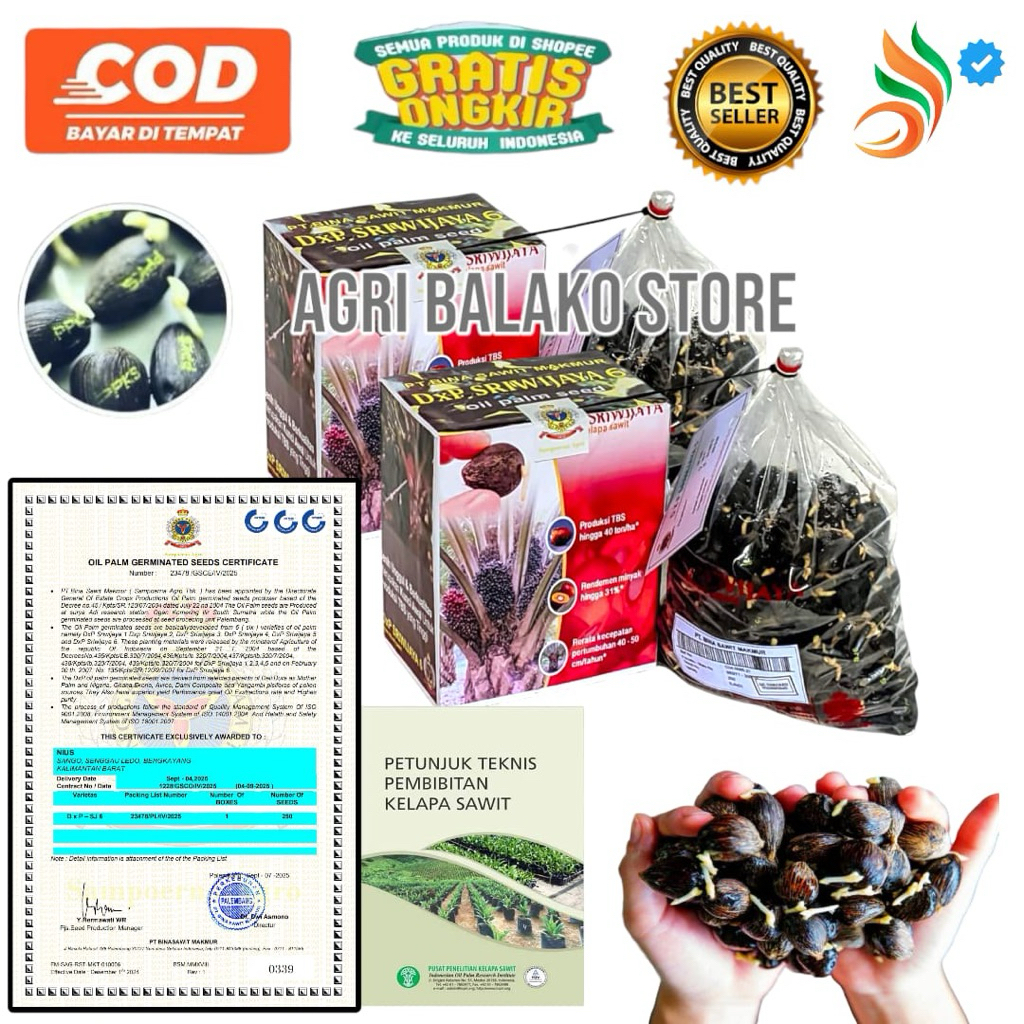 Kecambah Sawit unggul Bersertifikat