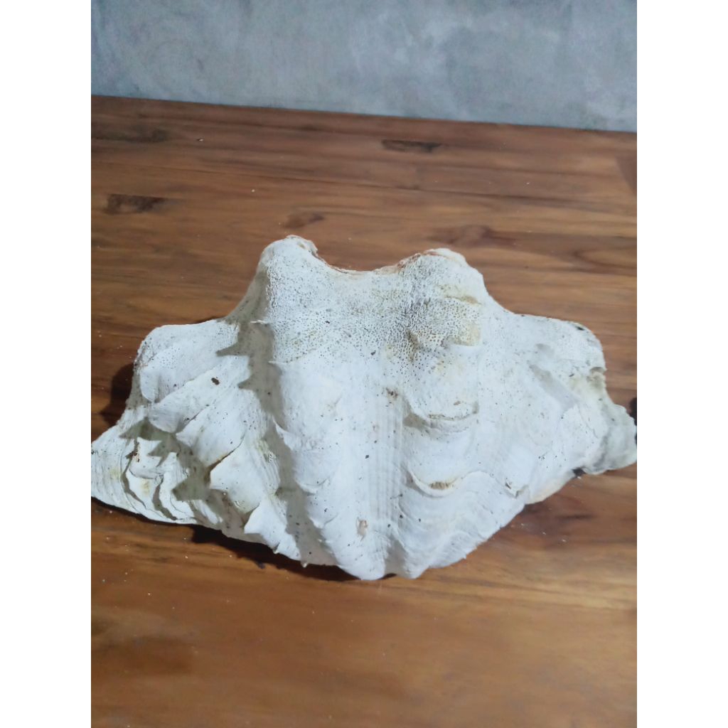 cangkang kerang Jinny besar