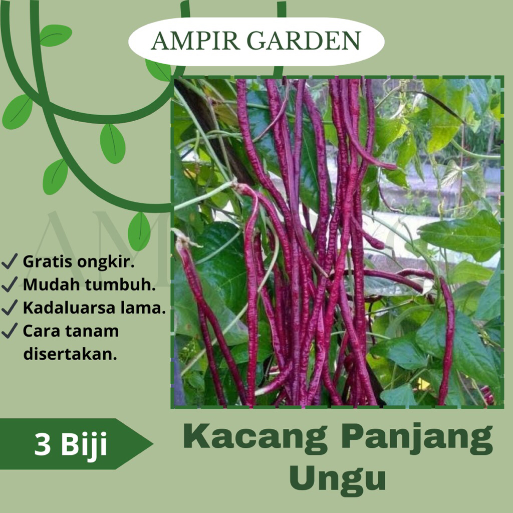3 Biji Benih KACANG PANJANG UNGU Unggul Premium / Benih Bibit Tanaman Sayuran Kacang Ungu Panjang