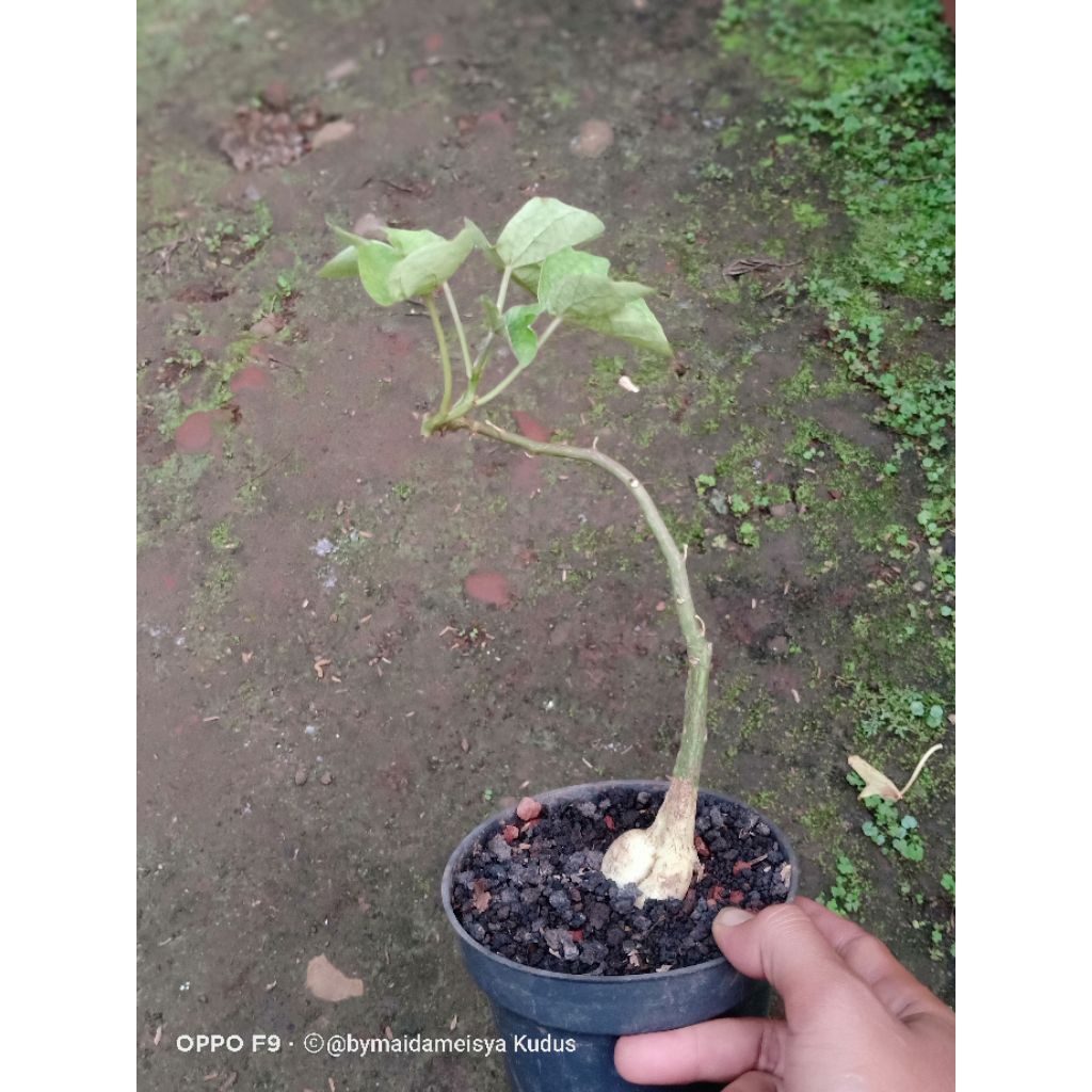 tanaman hias bercaudex adenia volkensii