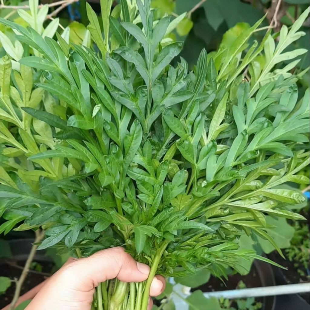 10 Biji Benih Kenikir unggul bibit Kenikir