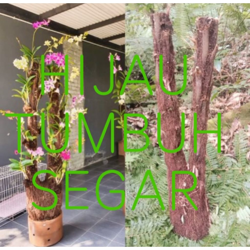 Batang Pohon Pakis Dua Cabang Buat Media Tanam Anggrek Dan Dekorasi Tinggi 1 Meter