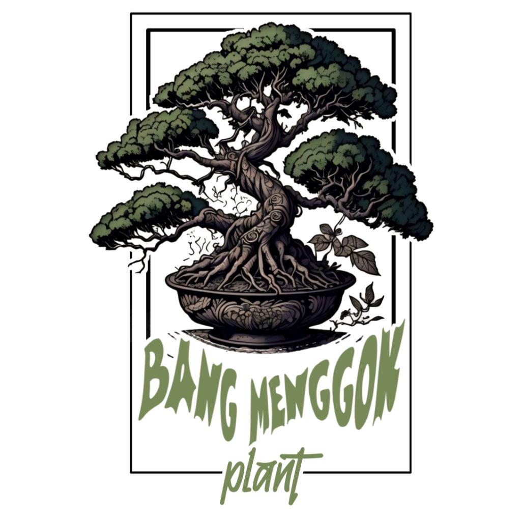 bonsai Cemara sinensis blue besar 120