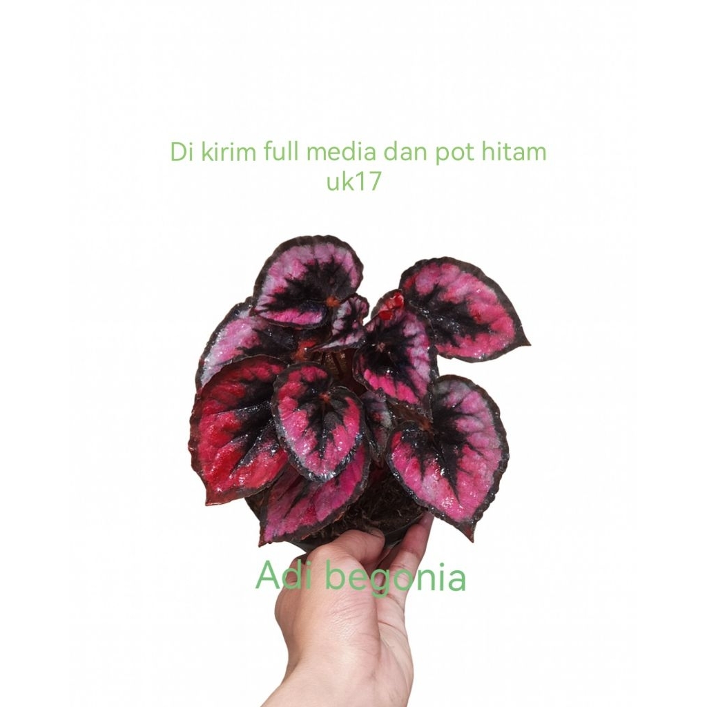 tanaman hias begonia red chill pita merah moronyoy di kirim full media dan pot hitam uk17