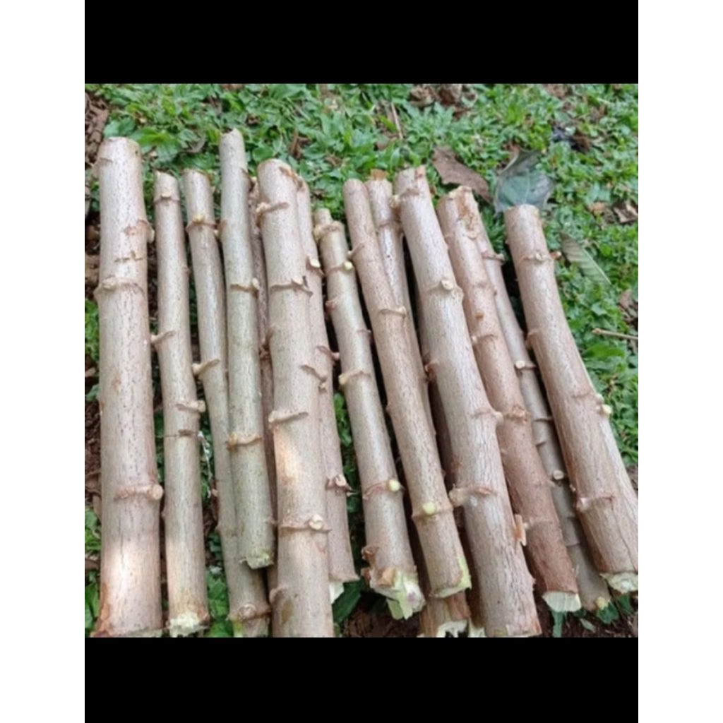 BIBIT SINGKONG KEJU MENTEGA SUPER..BIBIT SINGKONG MANGGU