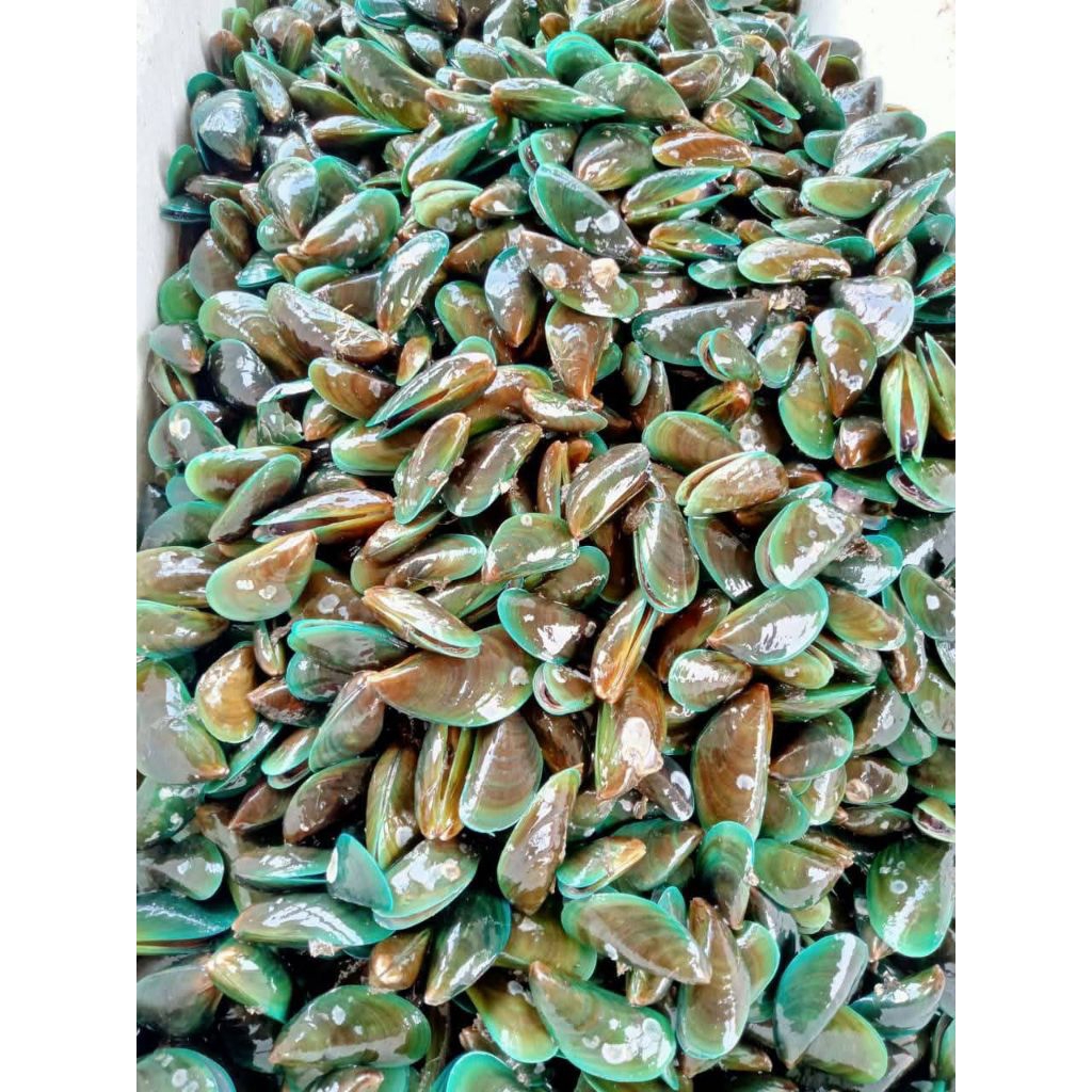 Kerang Hijau Mentah Segar Size Ukuran Sedang Super 1kg