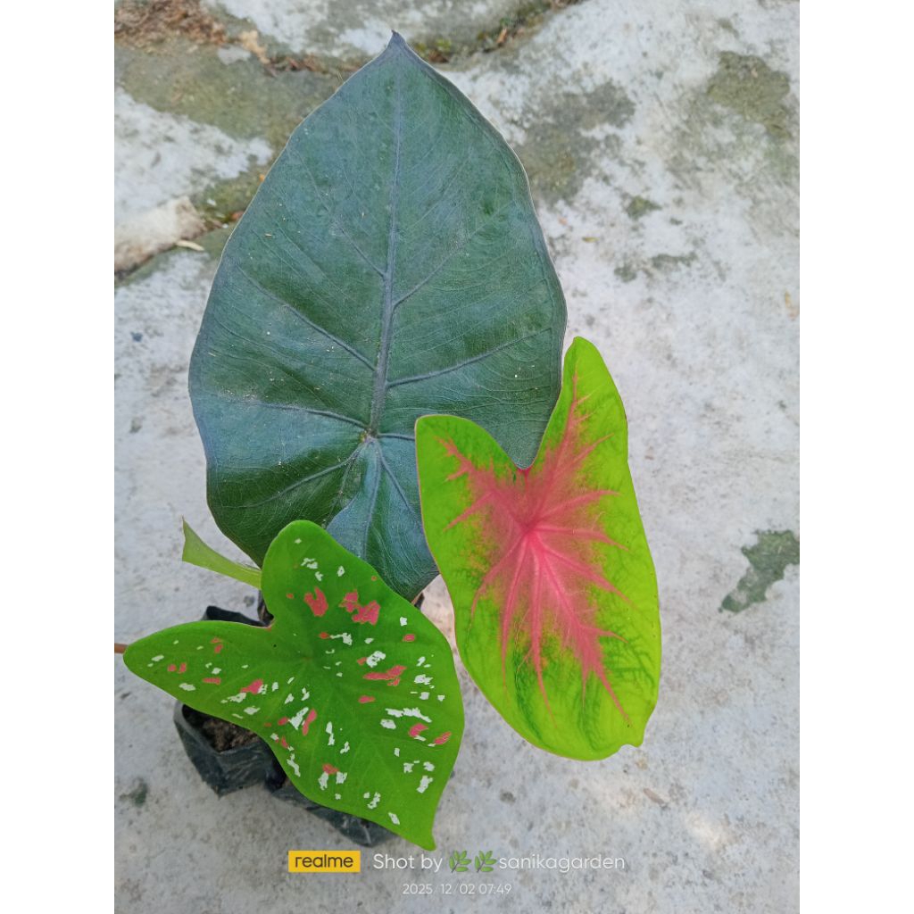 PAKET BIBIT 3 JENIS KELADI HIAS