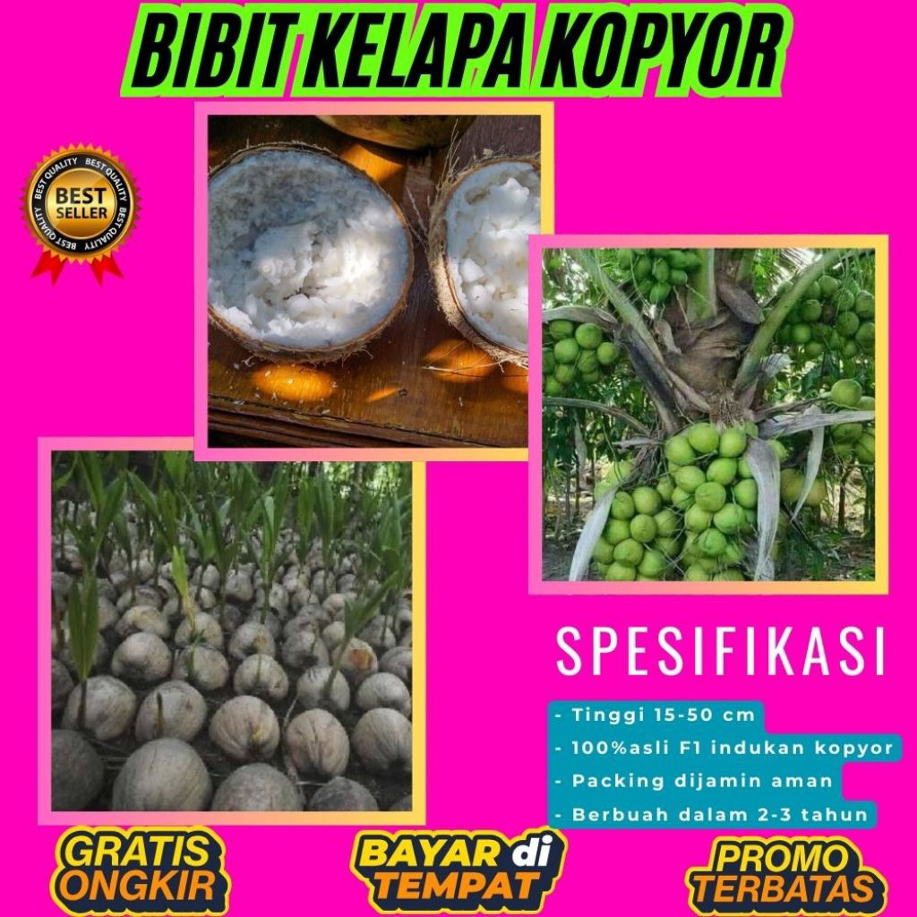 100 % ASLI  Pohon Kelapa Kopyor, Pohon Kelapa Kopyor Asli, Pohon Kelapa Kopyor Bersertifikat