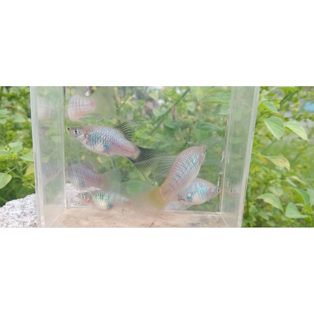 blue platy hifin/lyretail (premium) ori BETINA