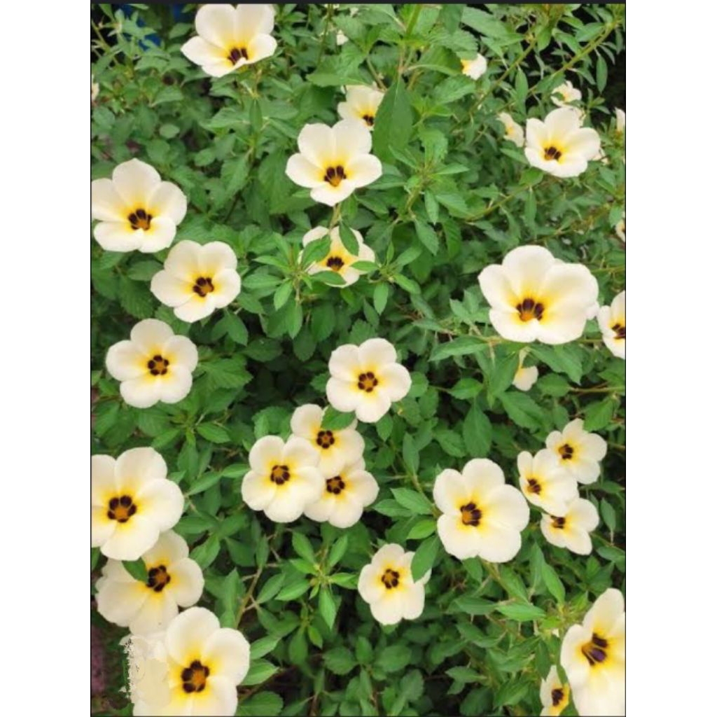 BIBIT BUNGA YOLANDA , BUNGA YOLANDA PUTIH , BUNGA YOLANDA KUNING