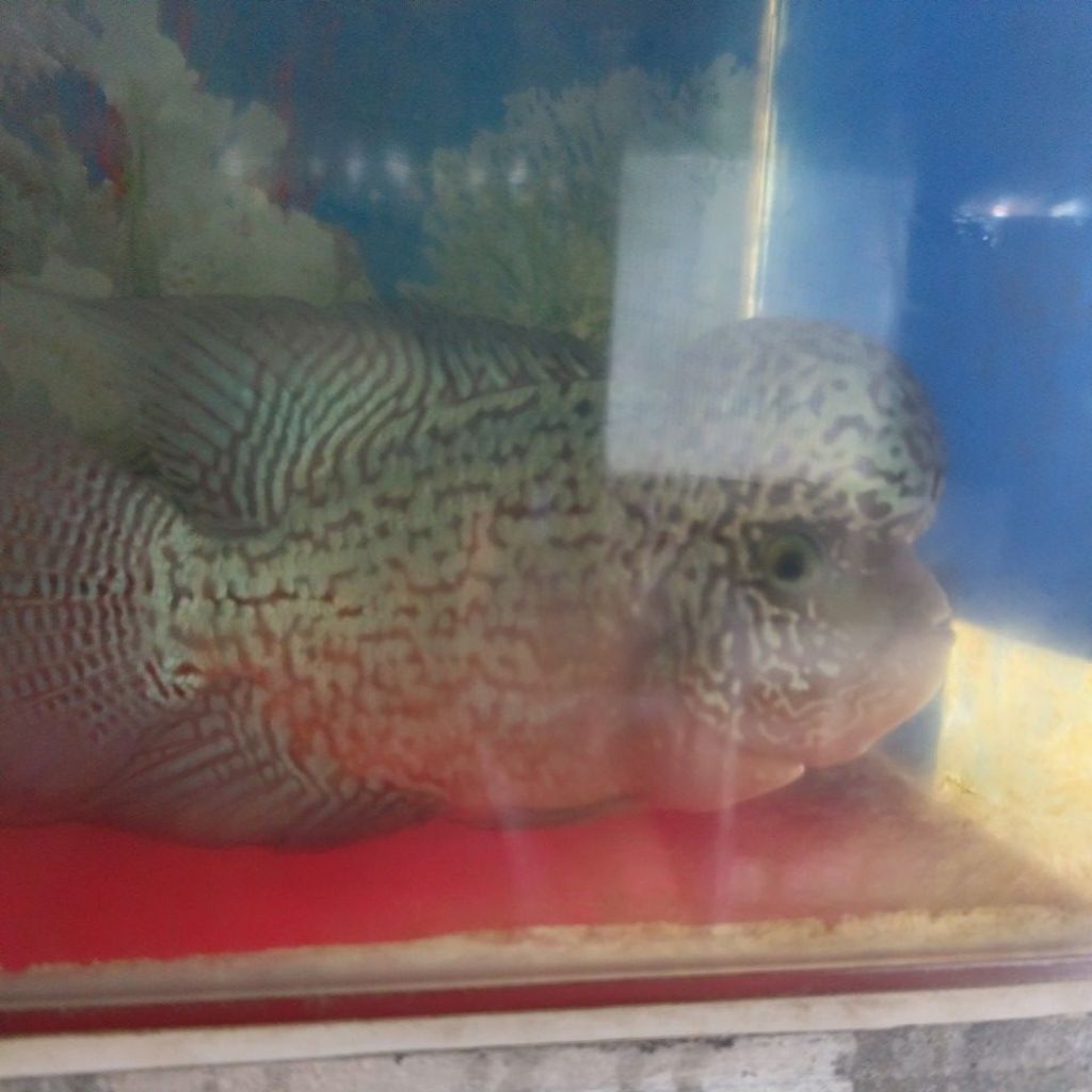Hiasan Aquarium / Louhan Kamfa F2 import thailand 15-18 cm
