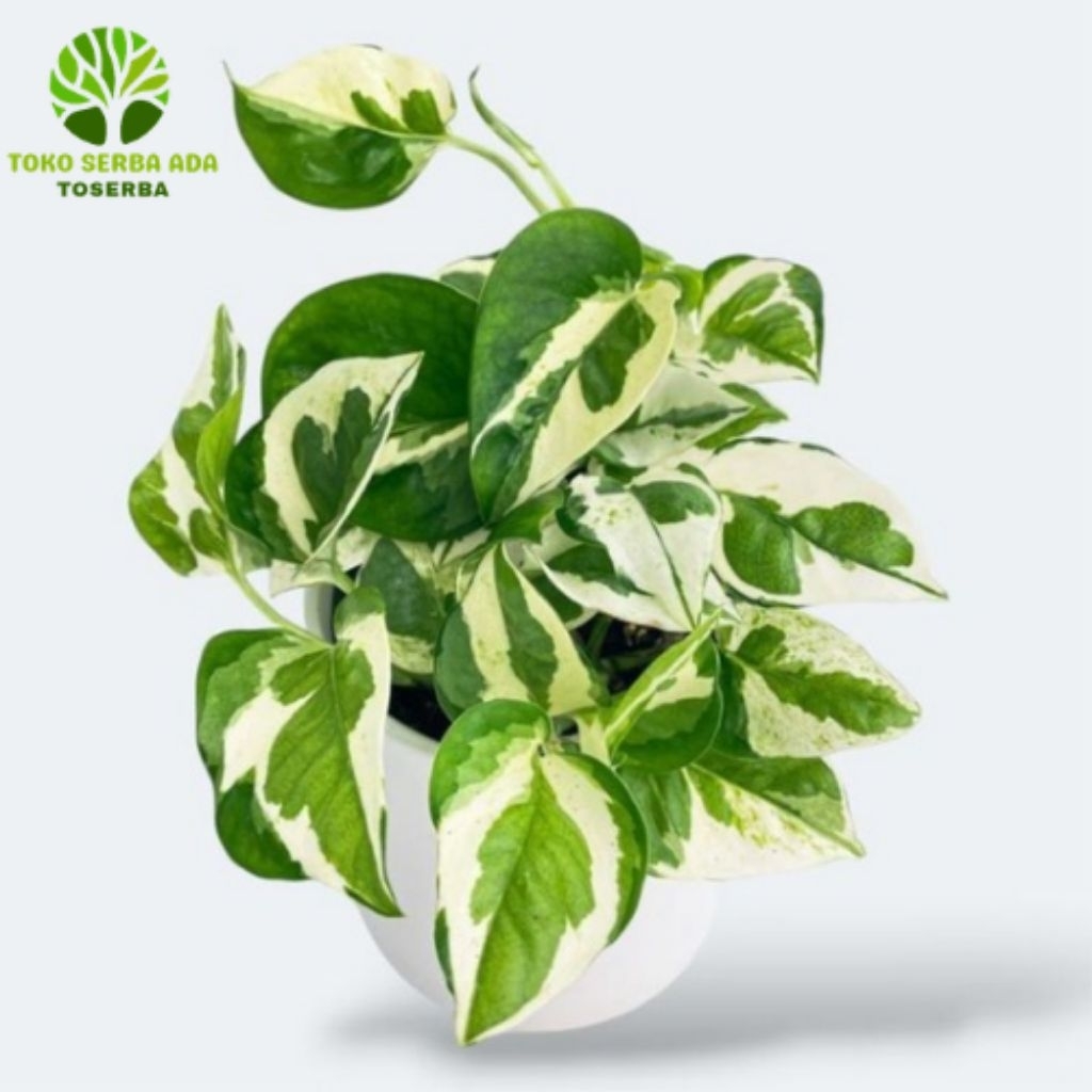 Tanaman Hias Sirih Gading Enjoy Tanaman Air Sri Gading Enjoy