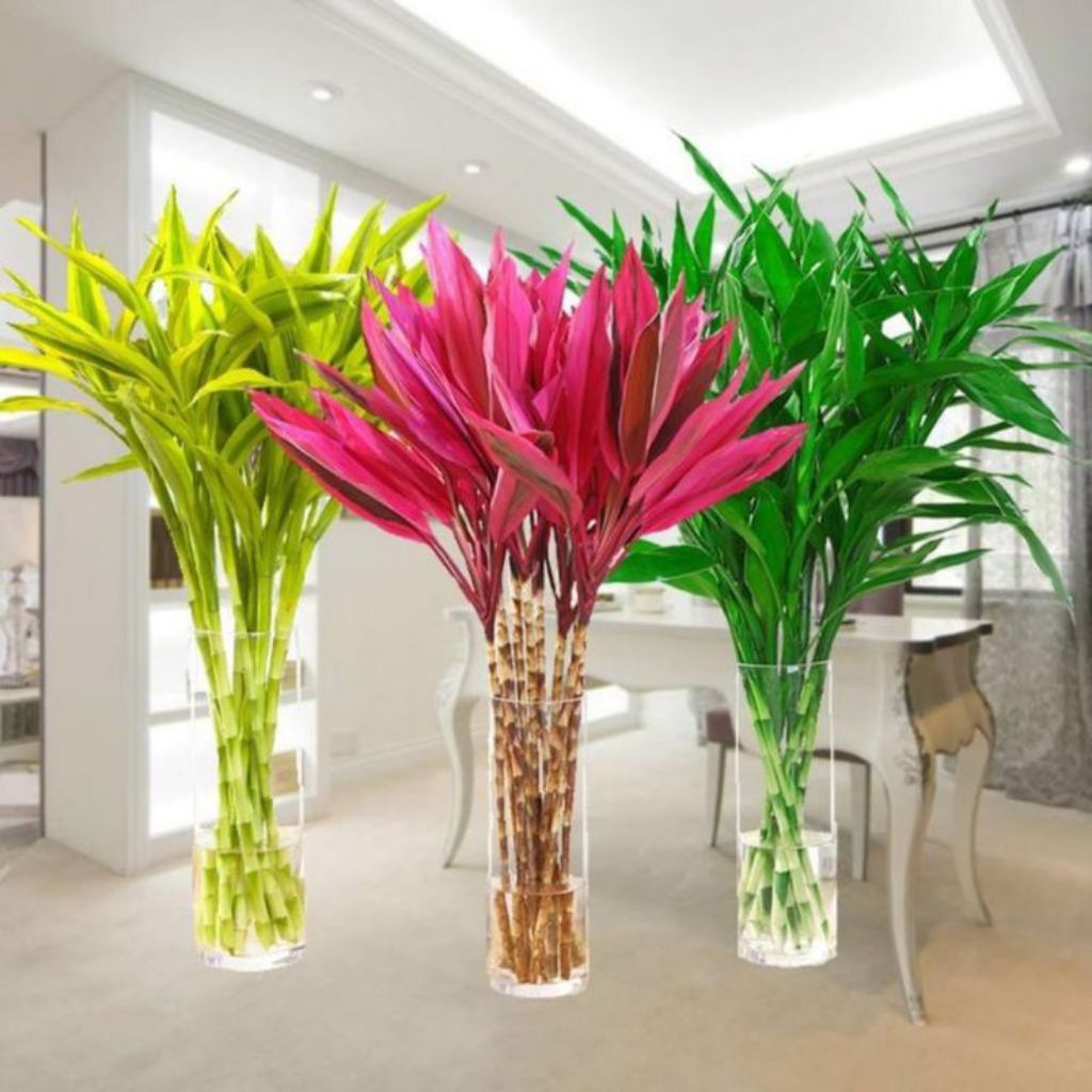 PAKETAN 3 Jenis Bambu Hoki Hijau Bambu Hoki Golden  Andong Merah Tanaman Media Air/pot