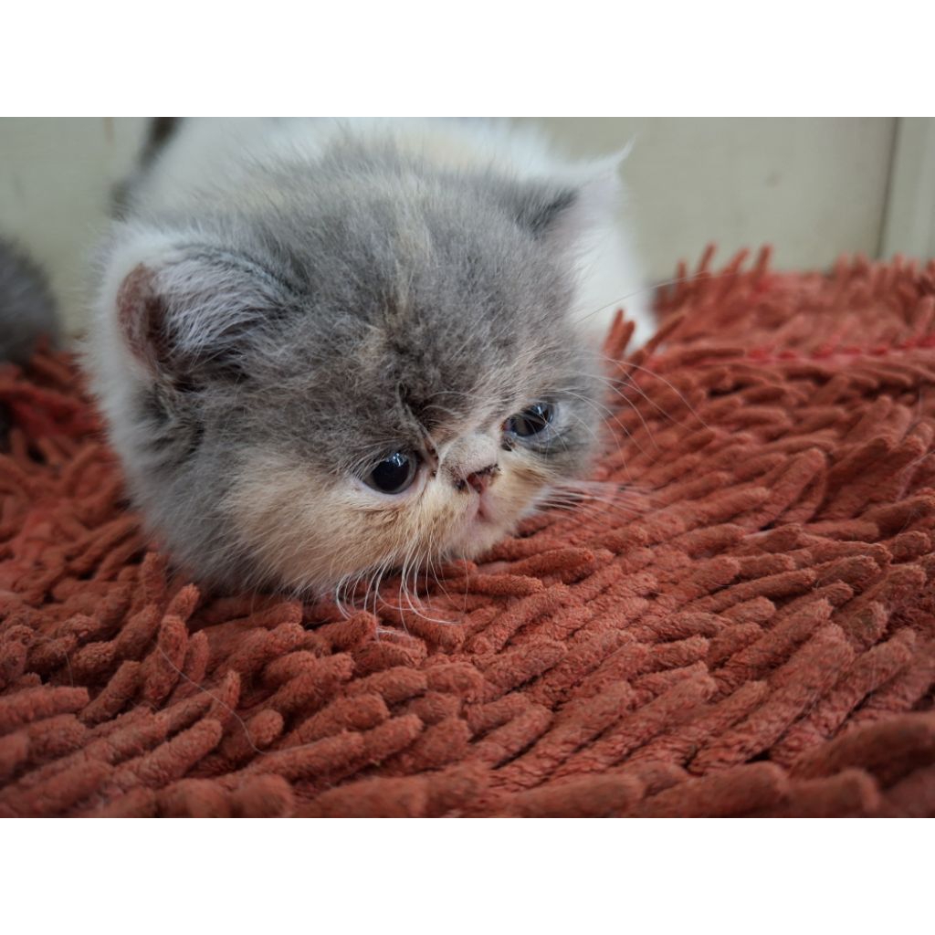 Kucing Persia Exotic Shorthair