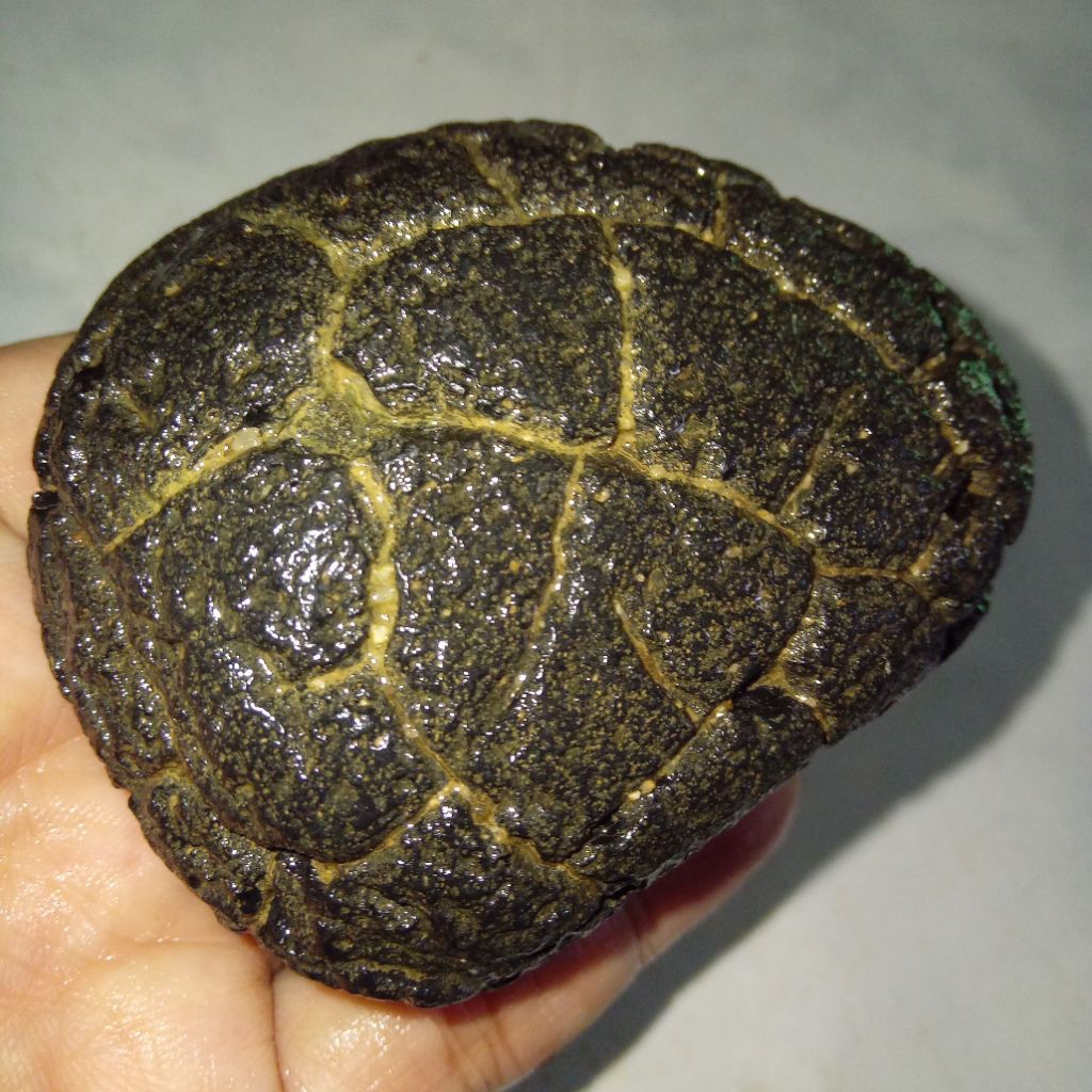 Original Batu Satam Meteorite Big Size / Ukuran Jumbo