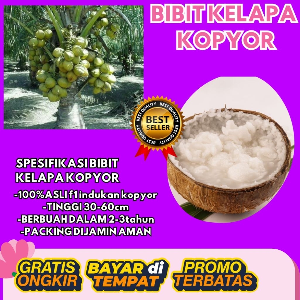TERPERCAYA  Bibit Kelapa Kopyor Trubus