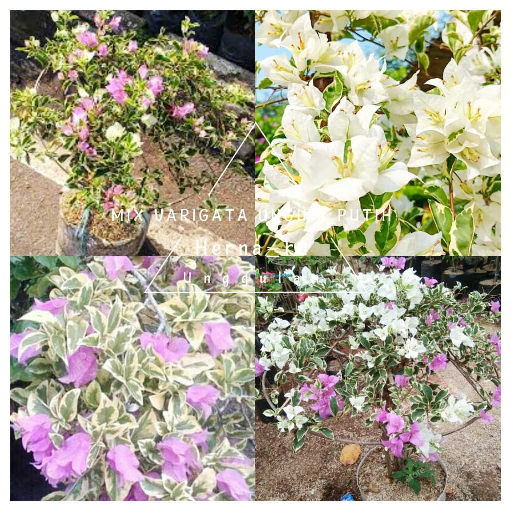 Bunga Bugenvil Mix Varigata 2 Warna Ungu Putih | Bougenville Ungu Putih Varigata Rimbun Siap Berbung