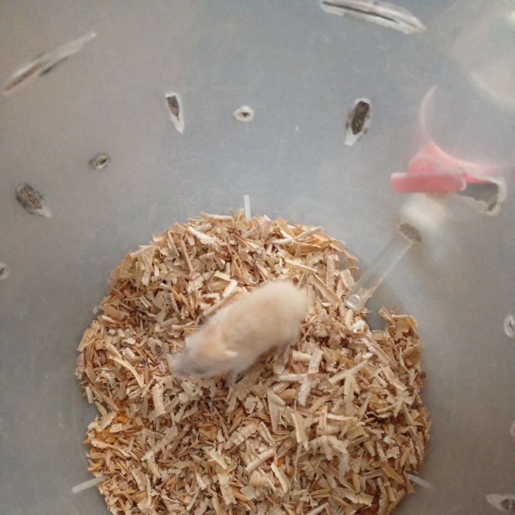 HAMSTER WINTER WHITE JANTAN boneka mainan