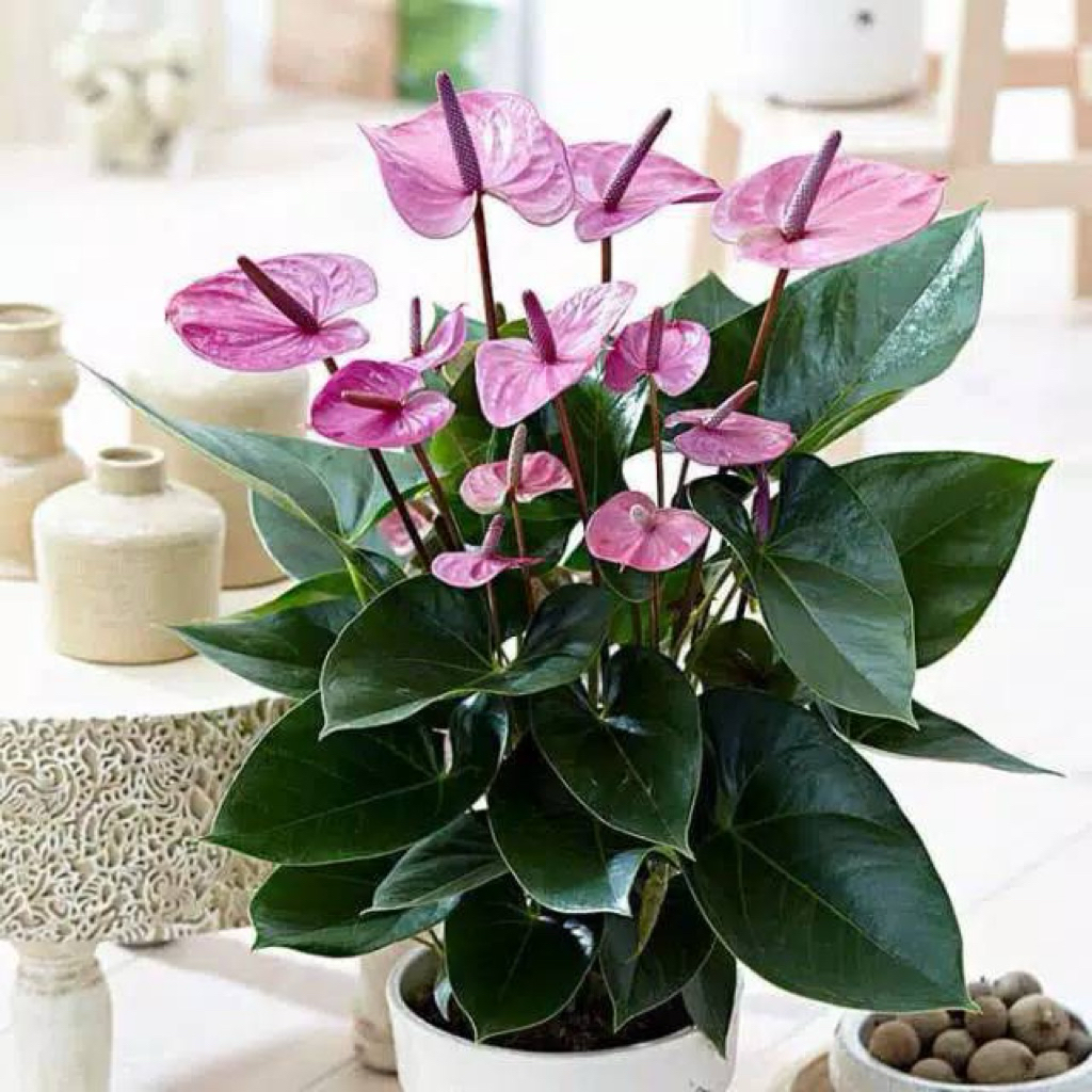 TANAMAN HIAS ANTHURIUM UNGU MEDIA TANAH/AIR