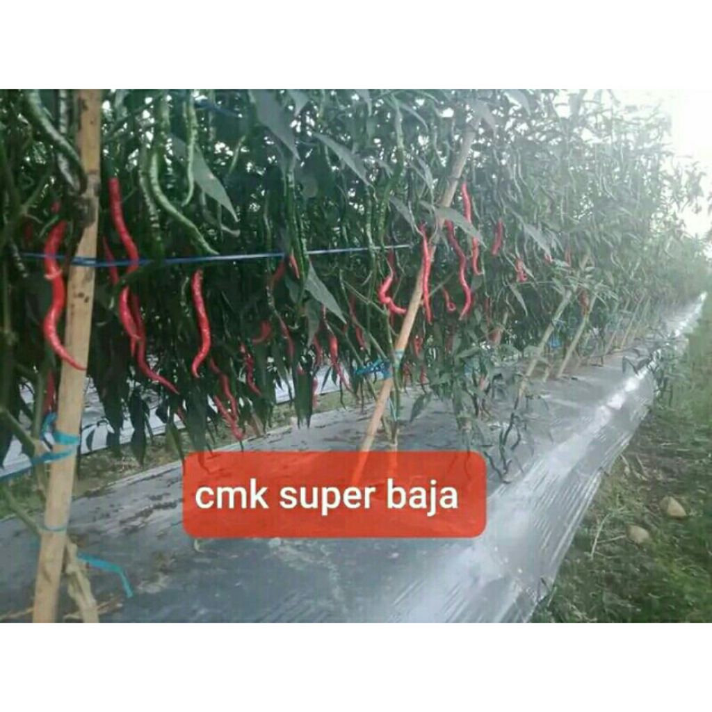 Benih Cabe / CMK Super Baja