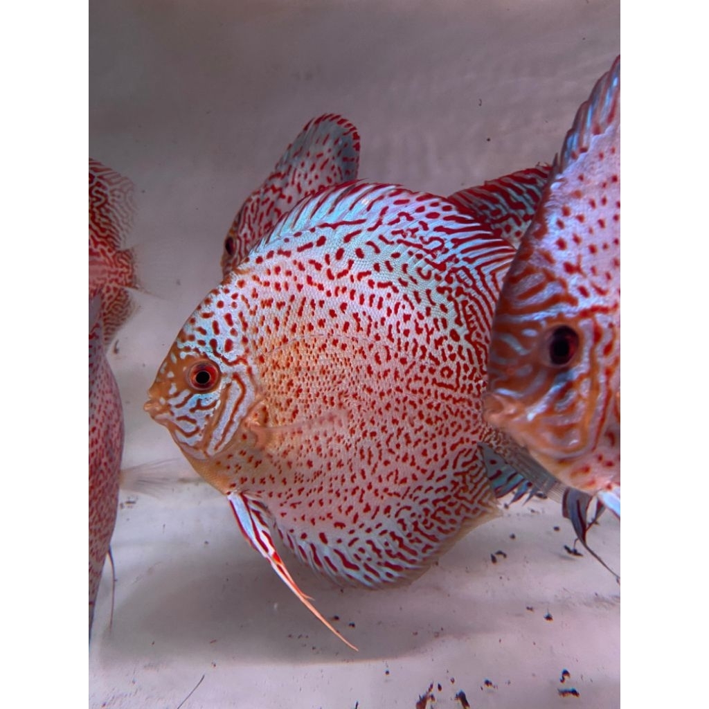 paket ikan hias discus 2 in 7 ekor