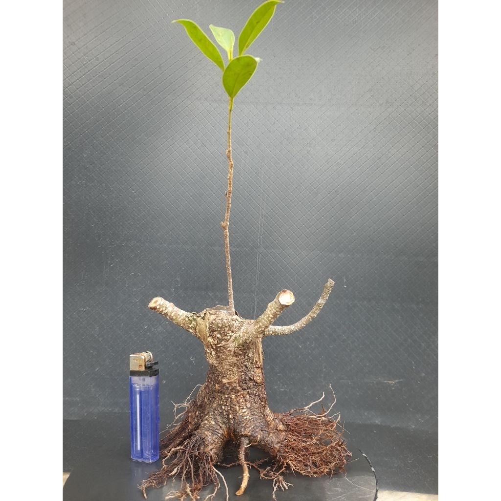 Bahan Bonsai Kimeng Prokar Gaya Formal Percabang kiri kanan sudah ada  size Mame real pict