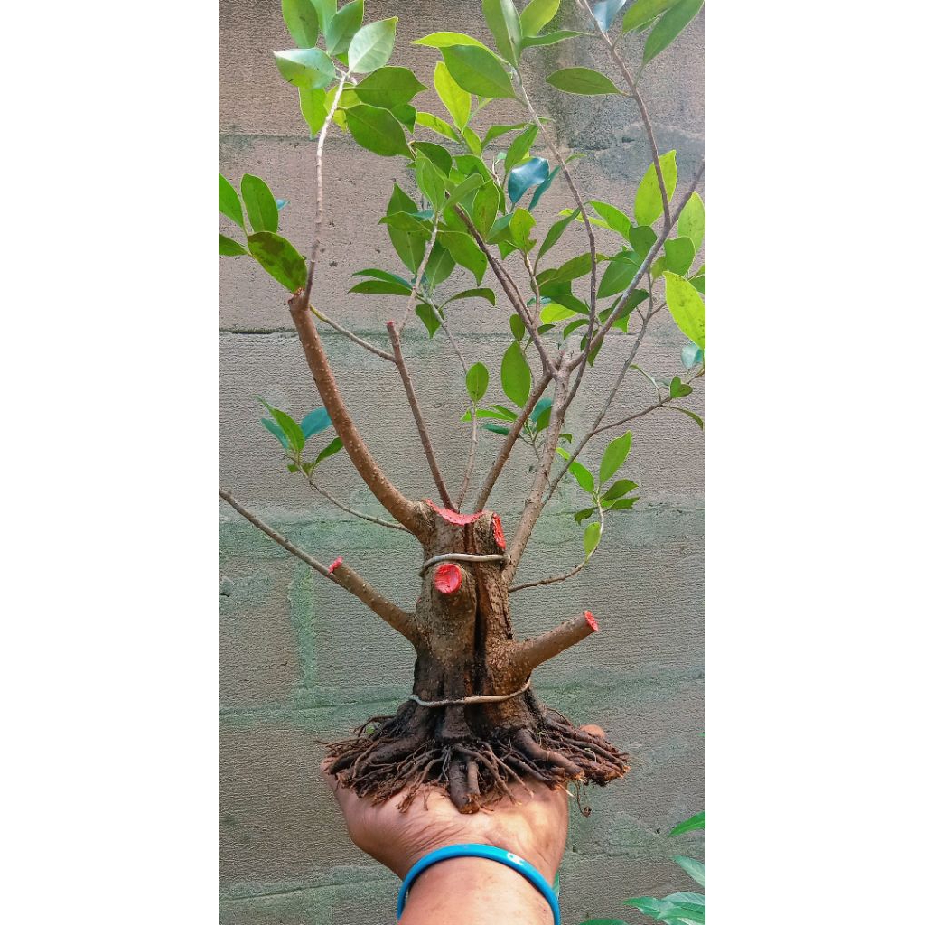 beringin Kimeng prospek subur 85.000 program akar