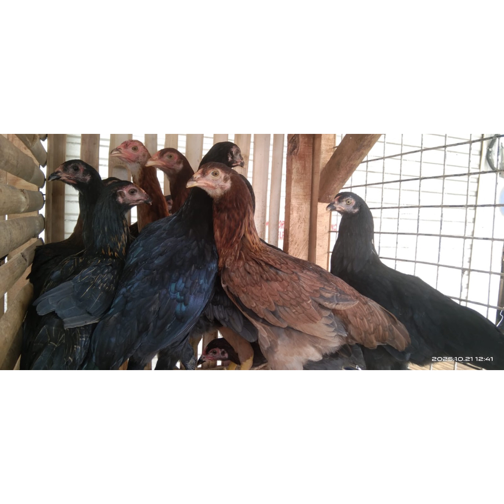 Ayam kampung Betina KUB