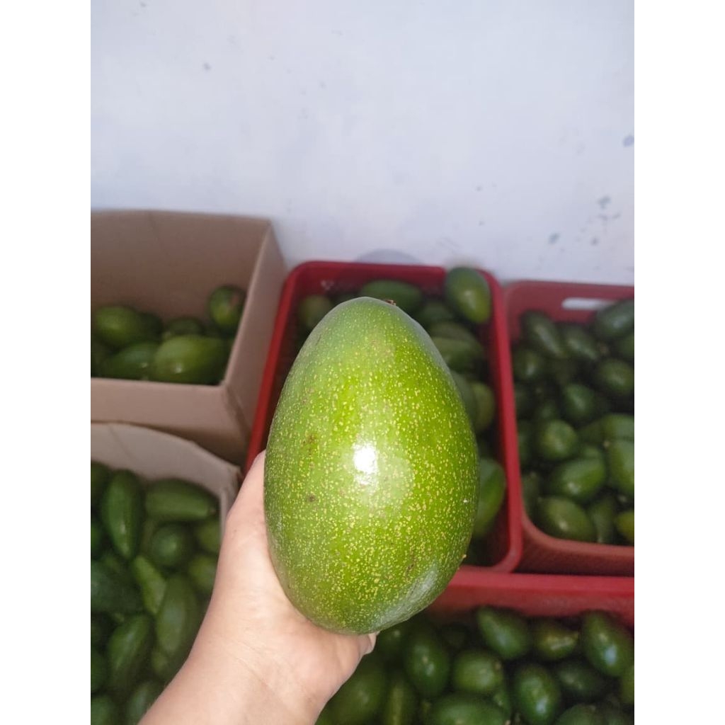 Alpukat Aligator 1Kg